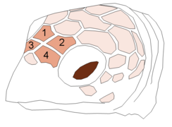 Les 4 écailles préfrontales dessinent une croix blanche entre les deux yeux d'une tortue imbriquée