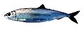 Atlantic herring