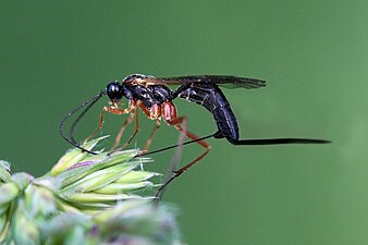 Lissonota sp., female Oxfordshire