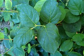 Cut Greens - Salal - Gaultheria shallon