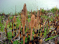 Sporenaar van heermoes (Equisetum arvense) aan de top van een vruchtbare stengel