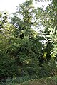 An der Brücke ist der höchste Ginkgo im Park (etwa 40 Meter hoch)