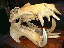 Hippo skull.jpg