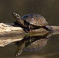 Tortuga d’estanh (Emys orbicularis), espècia classada en perilh en Occitanie e quasi menaçada (NT) dins lo mond.