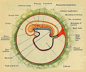 Menselijk embryo met de membrana buccopharyngea