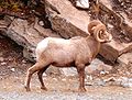 Rams like living in Southern California. Last time I checked, the midwest didn't have a large number of these animals.