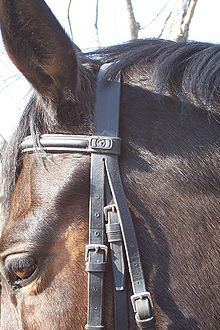 English bridle particular.jpg