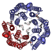 Bacteriorhodopsin PDB: 6RQP​