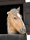 Cheval palomino en box, visiblement en mauvaise santé.