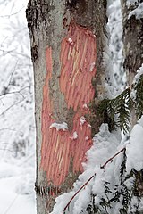 Bark stripping