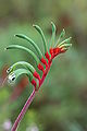 Image 36Kangaroo paw in Kings Park (from Perth)