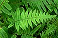 Polypodium