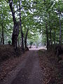 Bosco di Roccamonfina