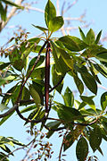 Acanthaceae sp fil-mangrovja tal-Gżira Curieuse