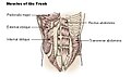 Muscles of the trunk