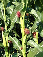 Mature plants showing ears