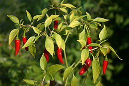 A thai paprika termése