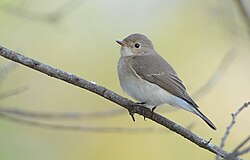 En hun af lille fluesnapper (Ficedula parva)