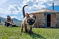 Image 23A Siamese cat living among the yurts of shepherds in the Altai Mountains, Russia (from Cat)