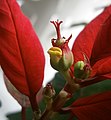 An inflorescence of the plant; a bud bulging off from the end of a stem, colored red at the end, with a yellow feature like a pair of lips on the side and a green bulb with a long red top reaching out from inside.