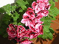 Pelargonium grandiflorum – „anglická“ pelargonie (tzv. angličák)