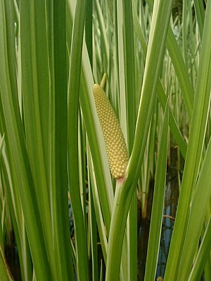 Kalmus (Acorus calamus)