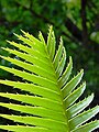 Detalhe de uma folha de Dioon spinulosum, mostrando a venação e margem espinhosa.