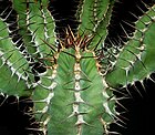 Les glochides jaunes d'Opuntia howeyi (de), les zébrures sur les feuilles de l'Aloès maculé et les côtes grisâtres sillonnant la tige de l'Euphorbe vireuse, présentent des couleurs aposématiques avertissant les prédateurs de la spinescence propre à protéger ces plantes contre les mammifères herbivores[3].