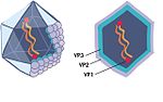 Thumbnail for Infectious pancreatic necrosis virus