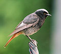 Husrødstjert (Phoenicurus ochruros) er en fåtallig ynglefugl i Danmark.