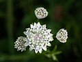 24. Nagy völgycsillag (Astrantia major) Mitterbach am Erlaufsee közelében, Alsó-Ausztriában (javítás)/(csere)