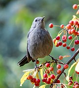 In a crab apple tree in New York