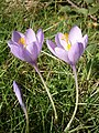 Crocus nudiflorus