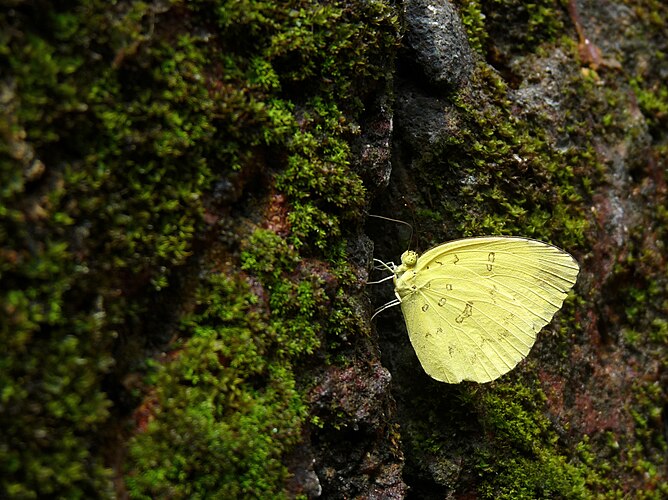 Бабочка Eurema blanda из семейства желтушек