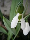 Blüte vom Elwes-Schneeglöckchen mit der charakteristischen Zeichnung