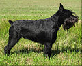 Image 8A black Standard Schnauzer with a docked tail (from Dog)