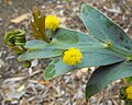 Acacia glaucoptera