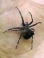 Schouderkruisspin (Araneus angulatus)