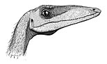 Coelophysis bauri por John Conway, 2006