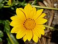 8. Pompás záporvirág (Gazania rigens) (javítás)/(csere)