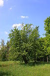 Grau-Erle („Alnus incana“)