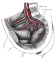 Chanoq arteriyalari.