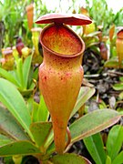 Pjanta karnivora endemika Nepenthes pervillei