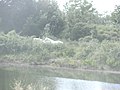 Delta-Camargue-Wildpferde im Naturschutzgebiet bei Lido di Volano.