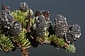 Image 47Pinaceae: unopened female cones of subalpine fir (Abies lasiocarpa) (from Conifer)