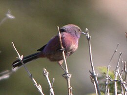 Bíborkirályka (Leptopoecile sophiae)