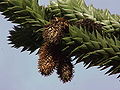 мушке шишарке врсте Araucaria araucana