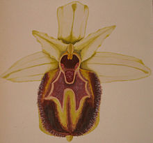 Ophrys exaltata