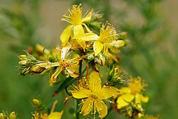 Paprastoji jonažolė (Hypericum perforatum)