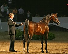 Cheval marron et noir brillant vu de trois quart arrière et tenu en main par un homme.